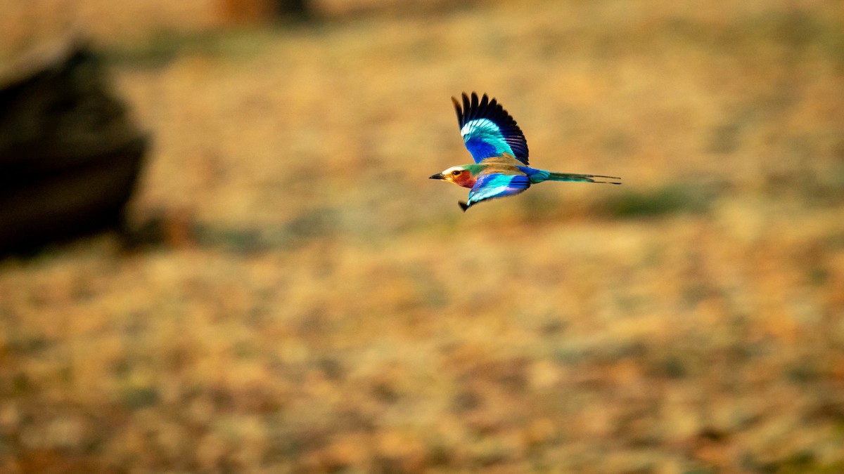 Lilac-breasted Roller - ML361149291