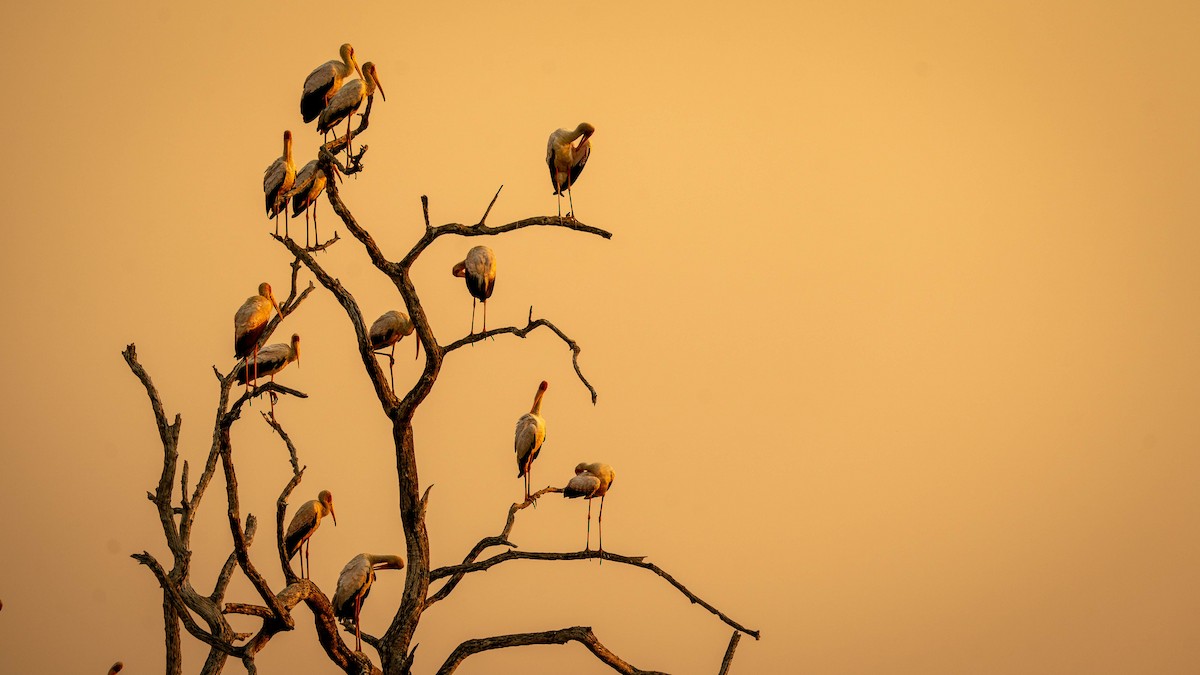 Yellow-billed Stork - Michael Riffel