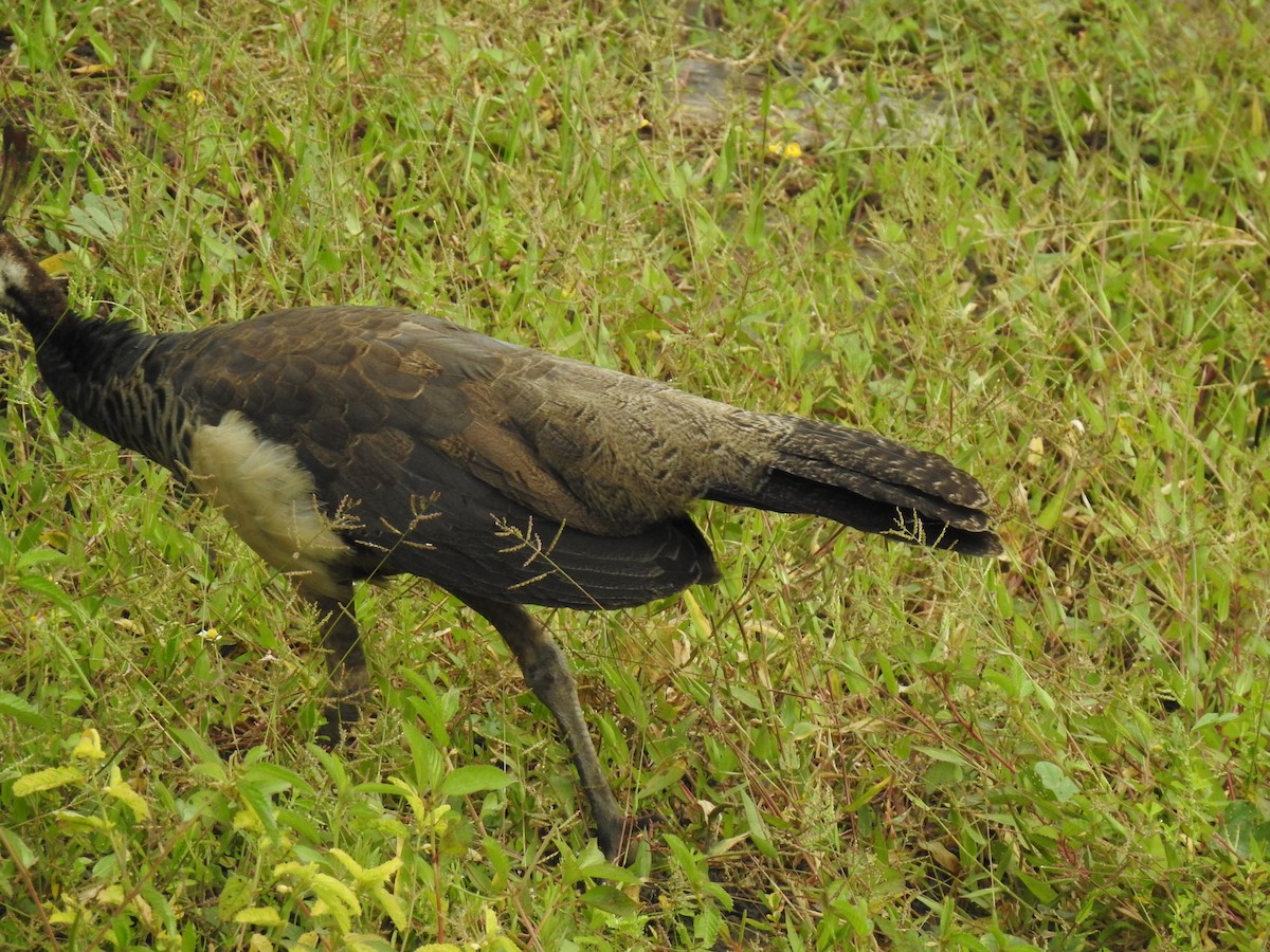 Indian Peafowl - ML361153541