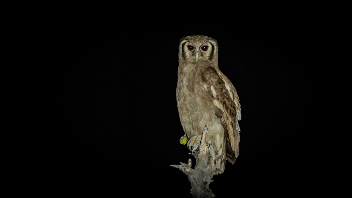 Verreaux's Eagle-Owl - ML361154191