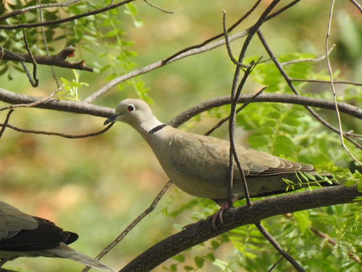 Eurasian Collared-Dove - KARTHIKEYAN R