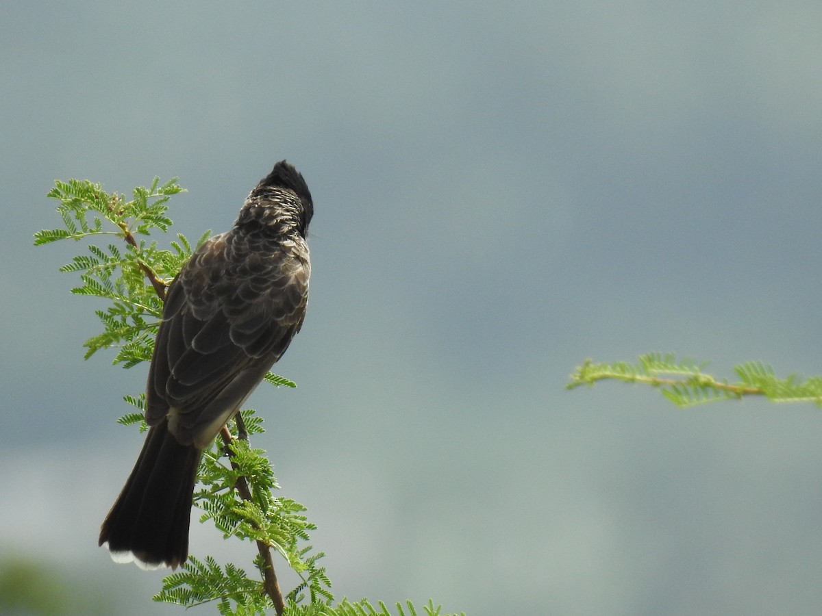 Red-vented Bulbul - ML361155141