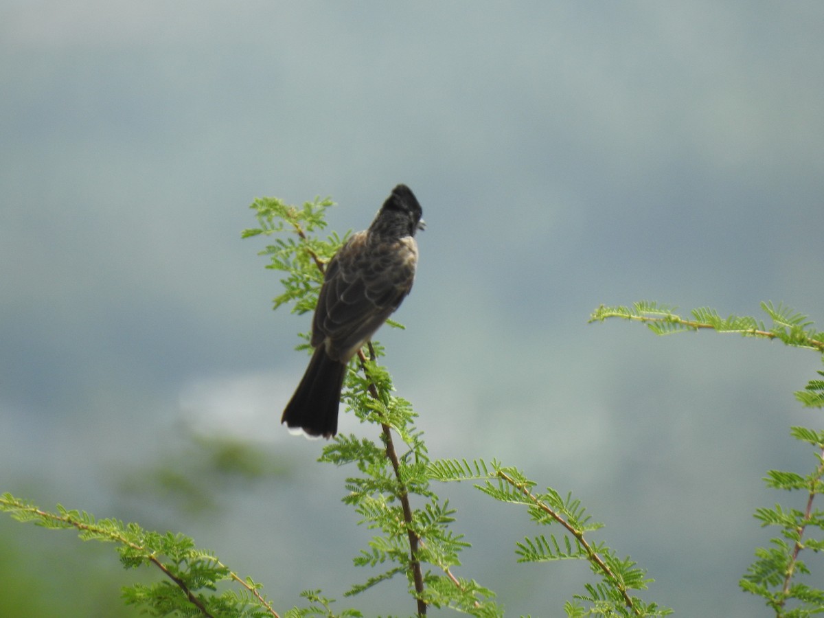 Red-vented Bulbul - ML361155171