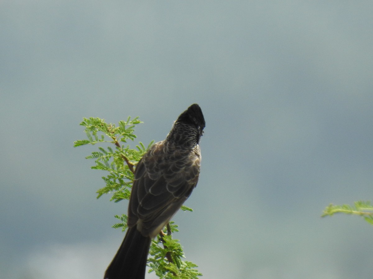 Red-vented Bulbul - ML361155181