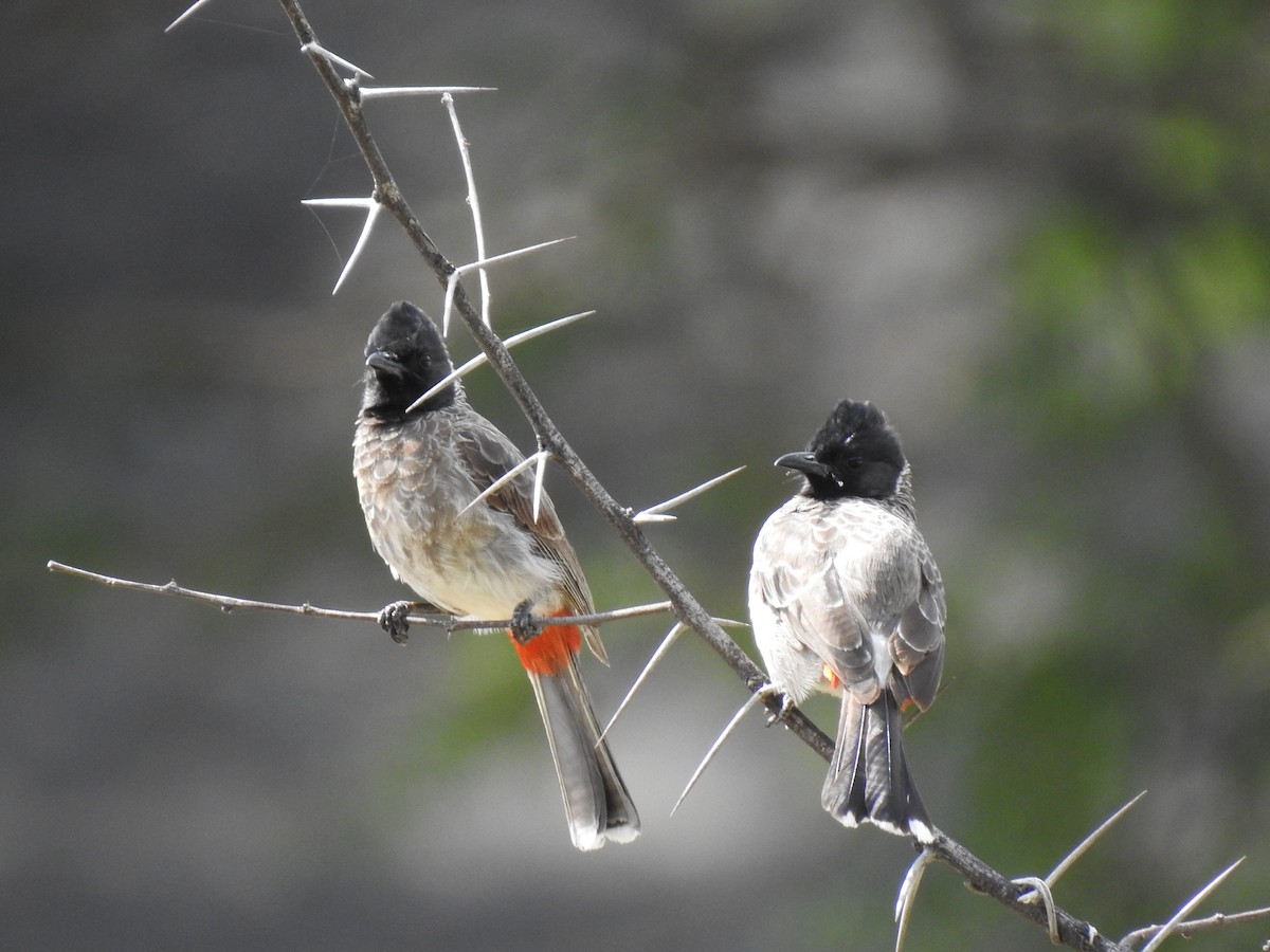 Red-vented Bulbul - ML361155881
