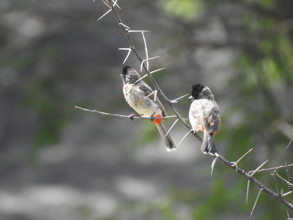 Red-vented Bulbul - ML361155891
