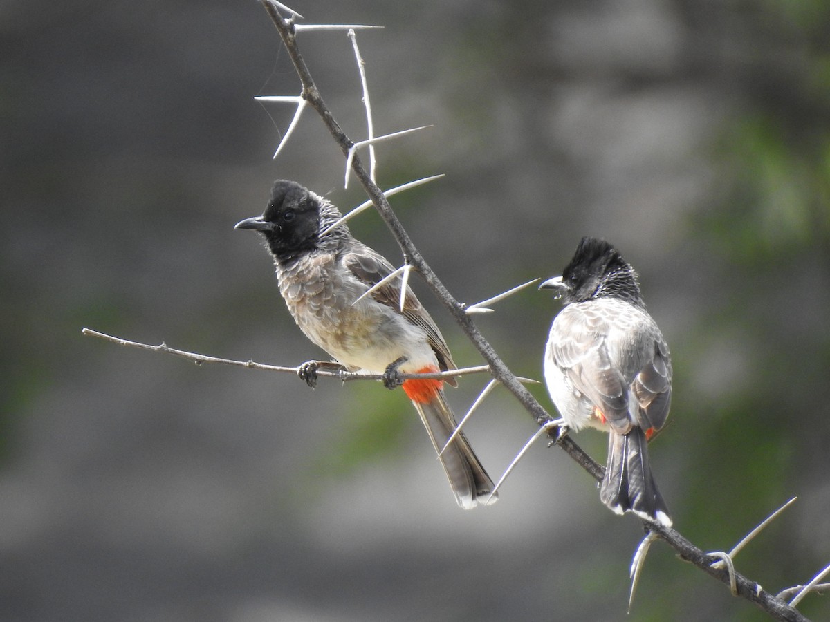 Red-vented Bulbul - ML361155931