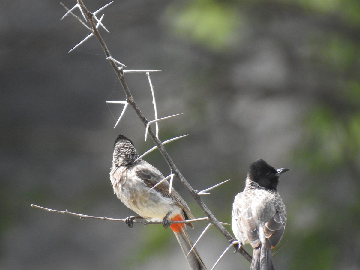 Red-vented Bulbul - ML361155971