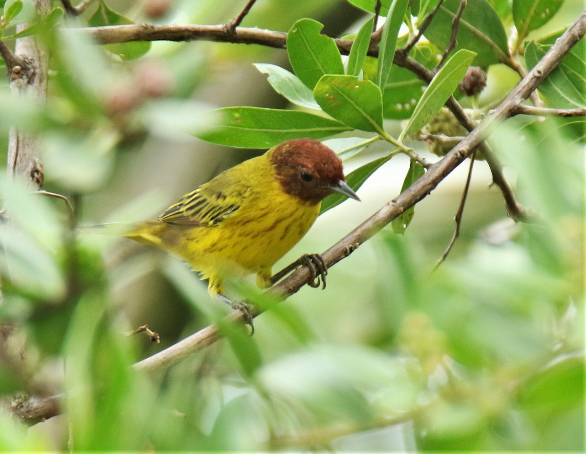 Yellow Warbler (Mangrove) - Josue  de León Lux (Birding Guide) josuedeleonlux@gmail.com +502 3068 8988