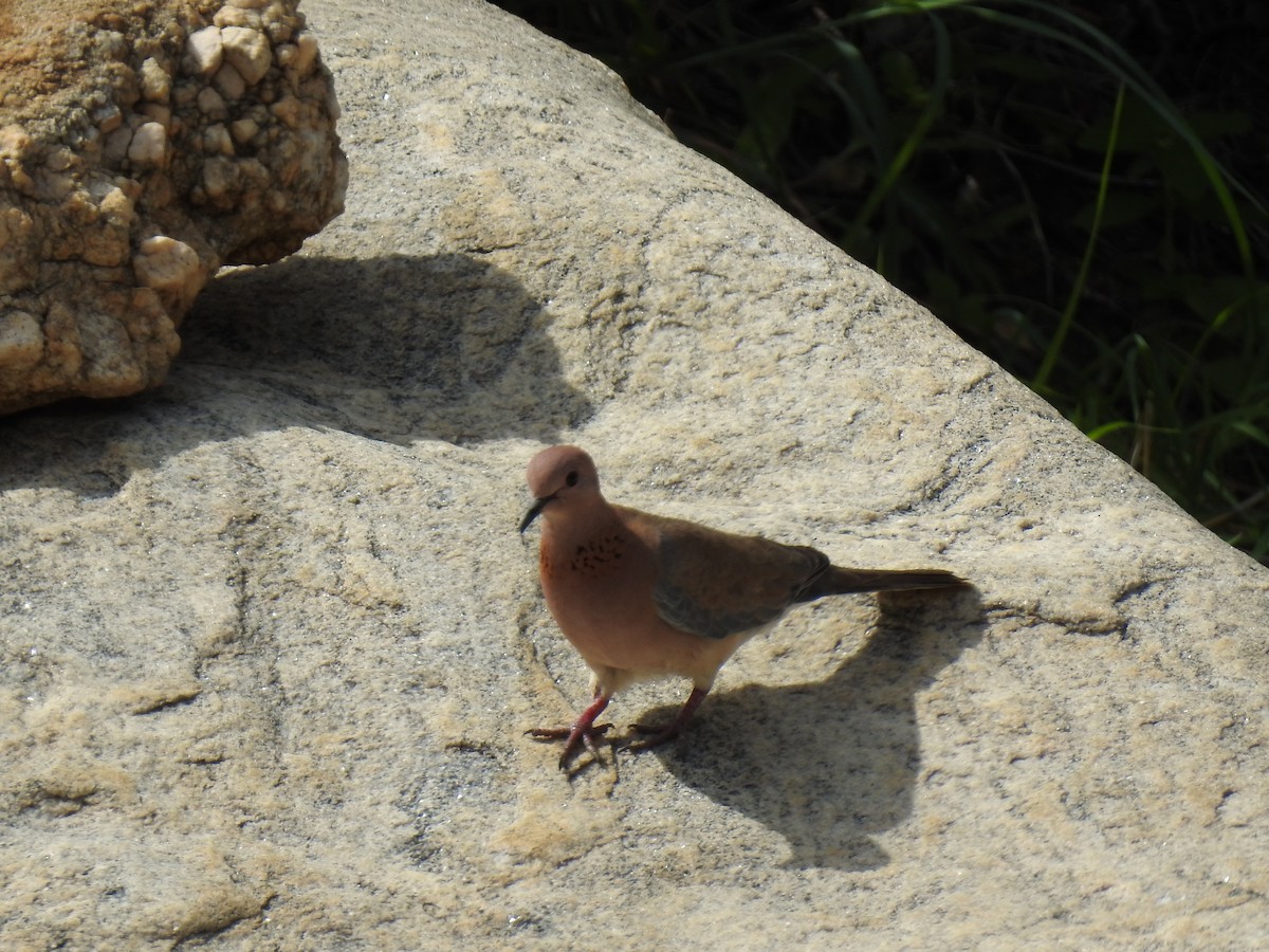 Laughing Dove - ML361156401