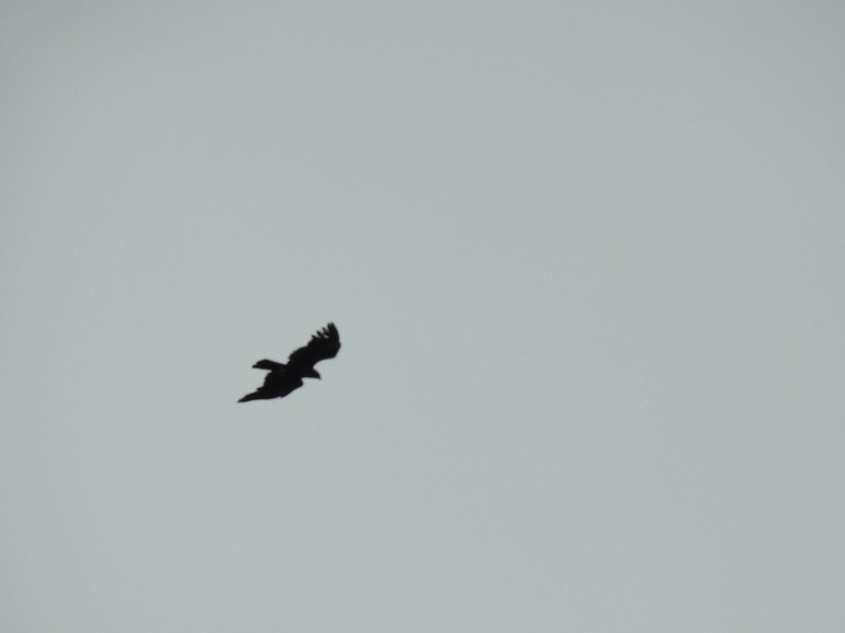 Black Eagle - KARTHIKEYAN R