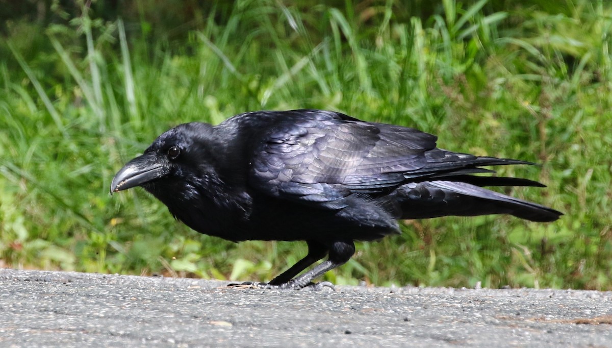 Common Raven - Frank Mantlik