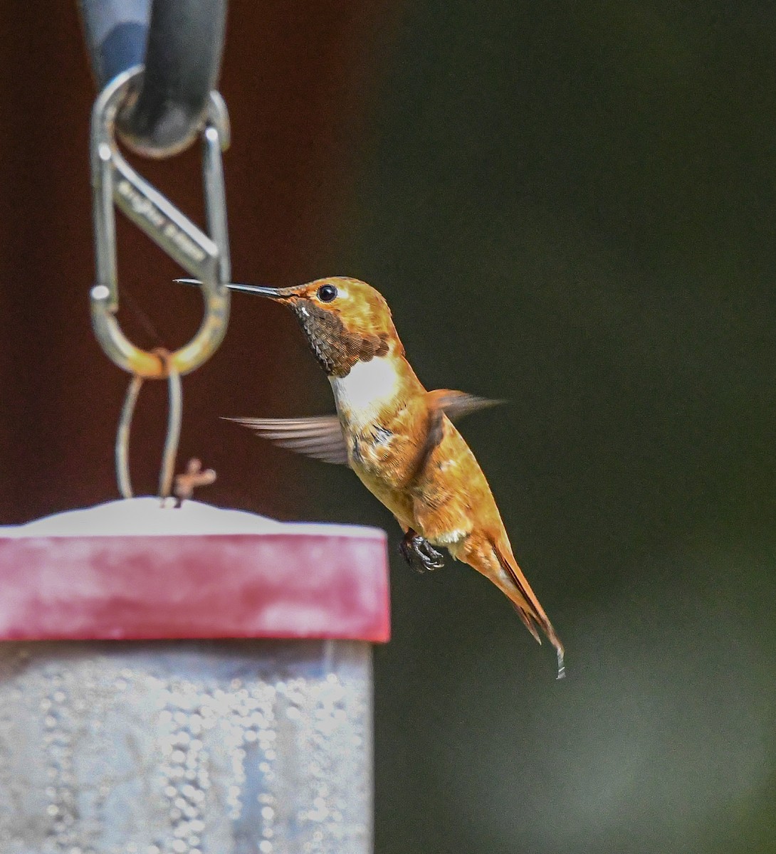 Rufous Hummingbird - Charlie Plimpton