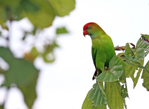 Sri Lanka Hanging Parrot 