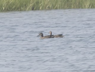 Blue-winged Teal, ML361166041