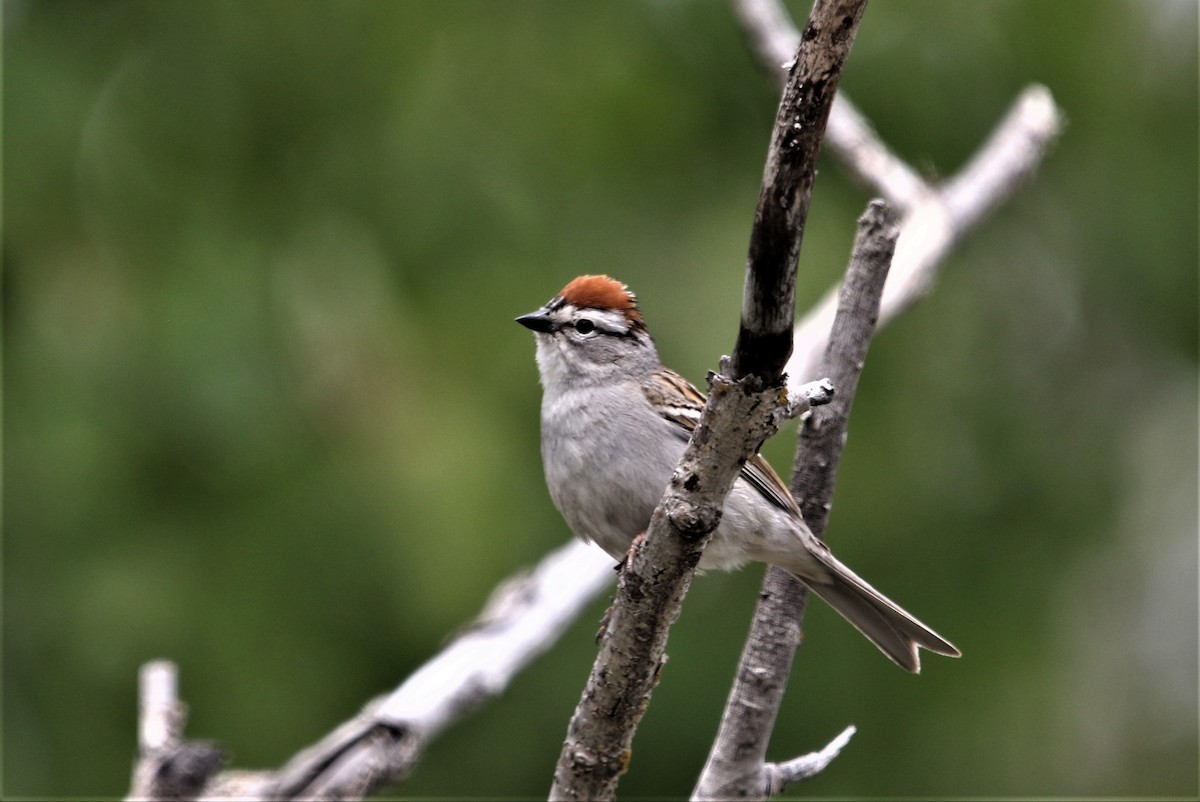 Chipping Sparrow - ML361166681