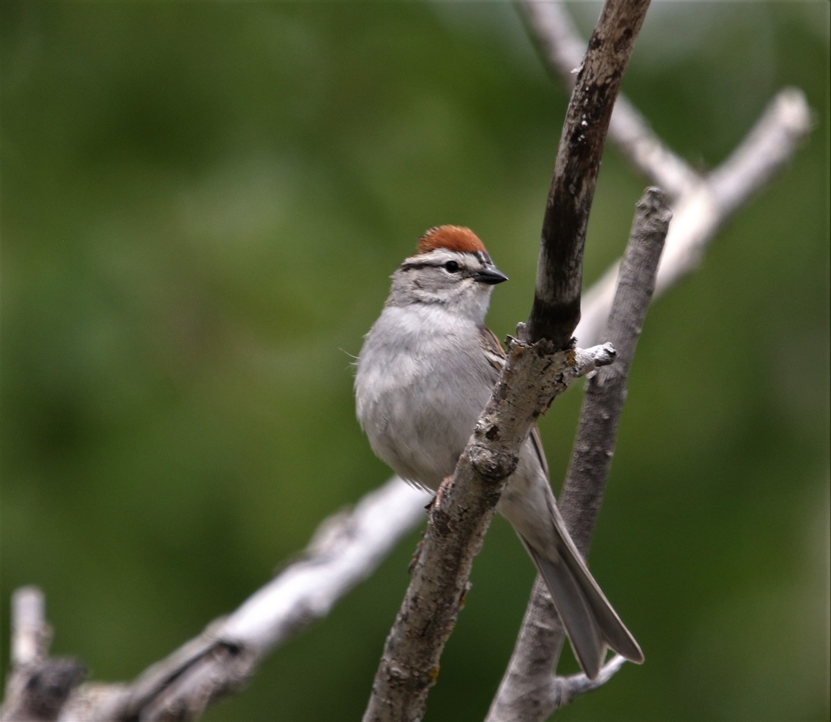 Chipping Sparrow - ML361166691