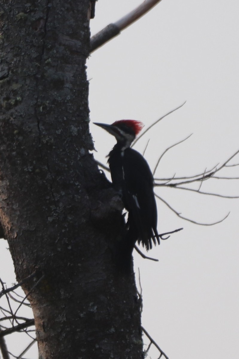 Pileated Woodpecker - ML361169151