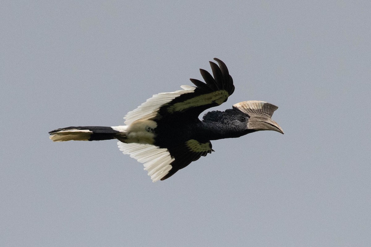 Black-and-white-casqued Hornbill - ML361169621