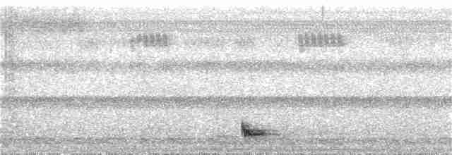 Bindenschwanz-Nachtschwalbe - ML361173061