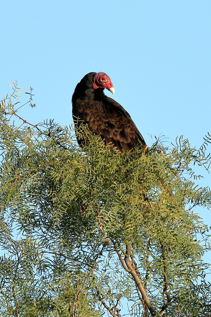 Turkey Vulture - ML36117491