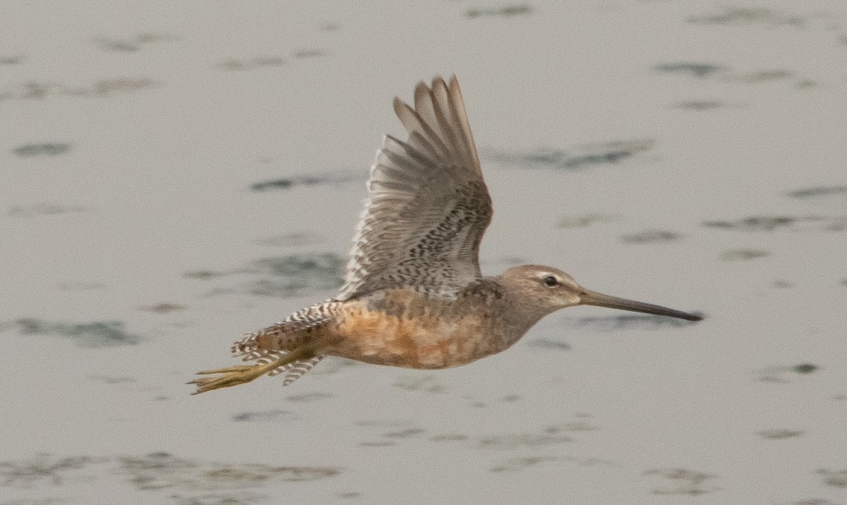 Long-billed Dowitcher - ML361177191