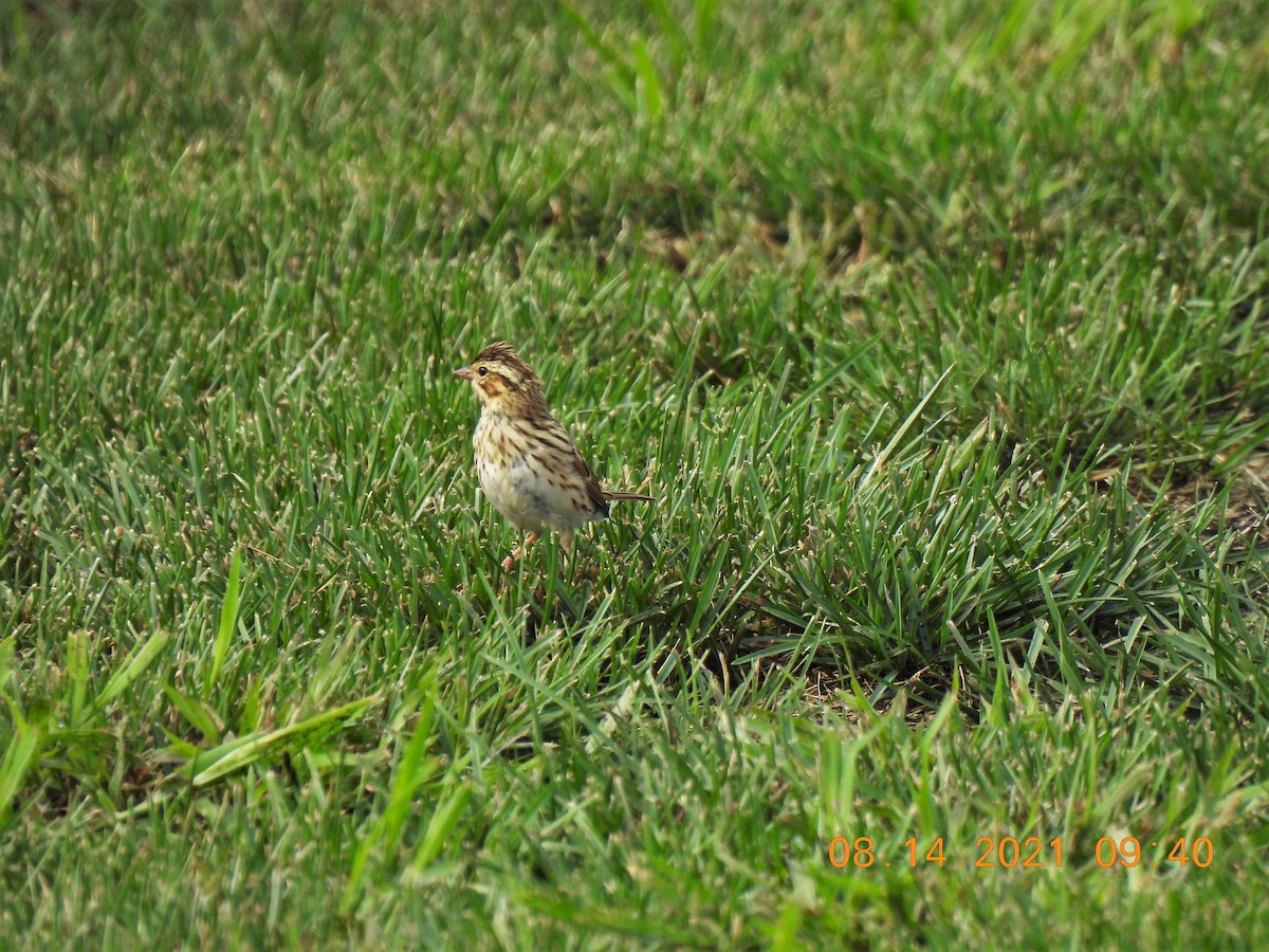 Savannah Sparrow - ML361178211