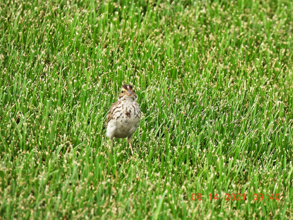 Savannah Sparrow - ML361178261