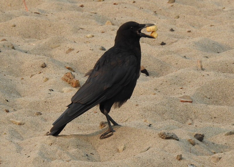 American Crow - ML361181211