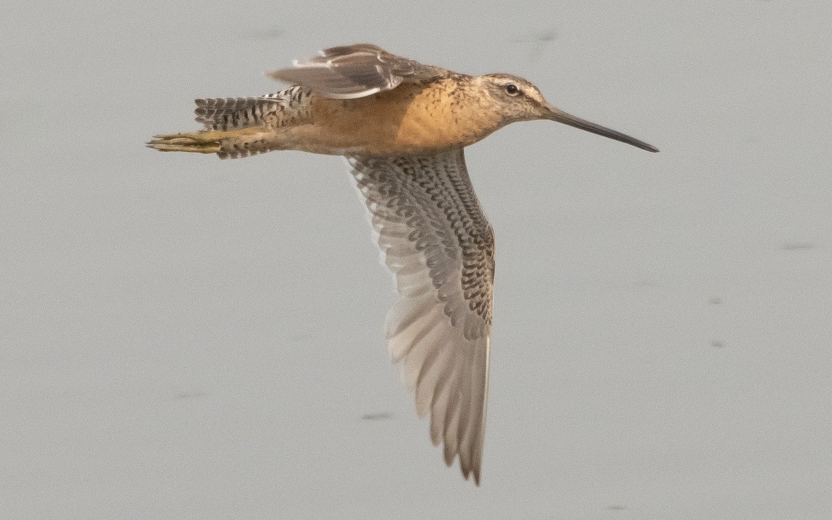 Long-billed Dowitcher - ML361182861