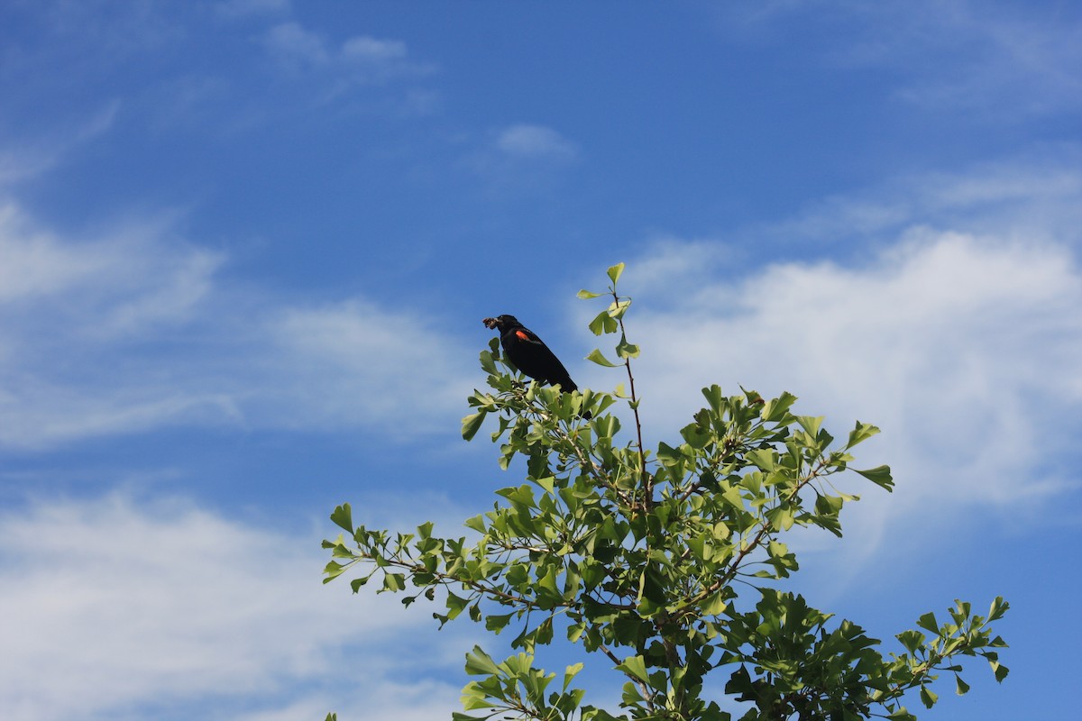 Red-winged Blackbird - Lou Herrin