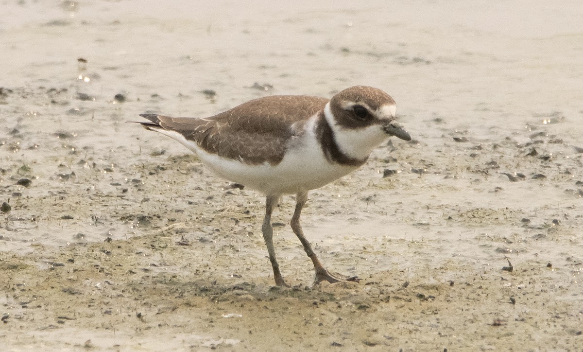 Semipalmated Plover - Liam Huber