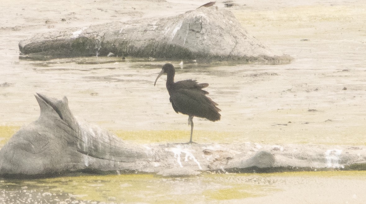 Glossy/White-faced Ibis - Liam Huber