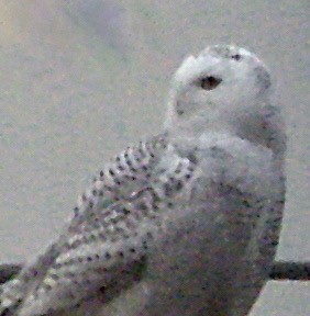 Snowy Owl - ML36119081