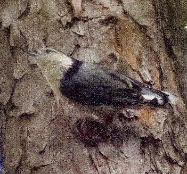 White-breasted Nuthatch - ML361192521