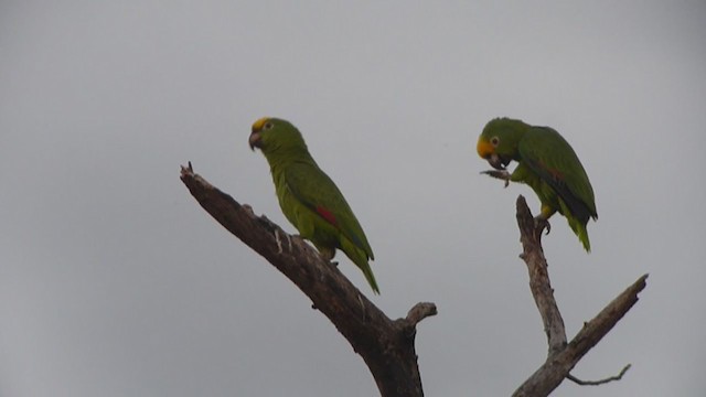 Yellow-crowned Parrot - ML361193881