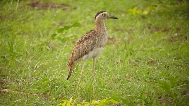 Double-striped Thick-knee - ML361198781