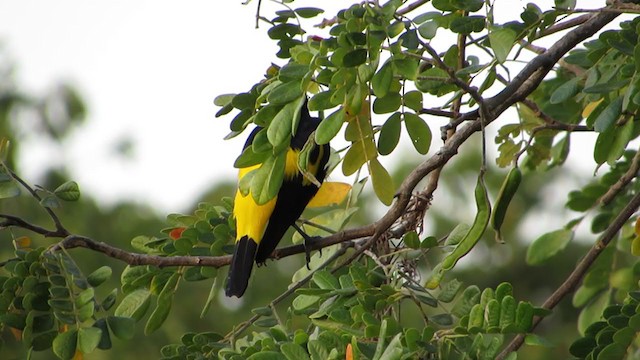 Yellow-rumped Cacique - ML361199821