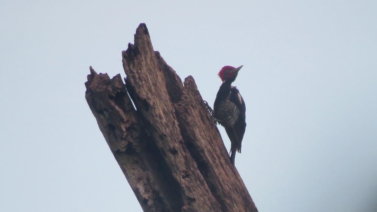 Lineated Woodpecker (Lineated) - Alán Palacios