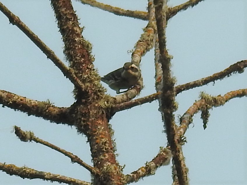 Black-throated Gray Warbler - ML361202661