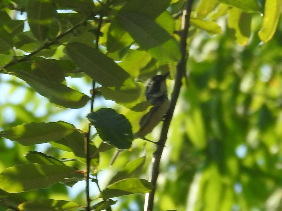 Black-throated Gray Warbler - ML361202681
