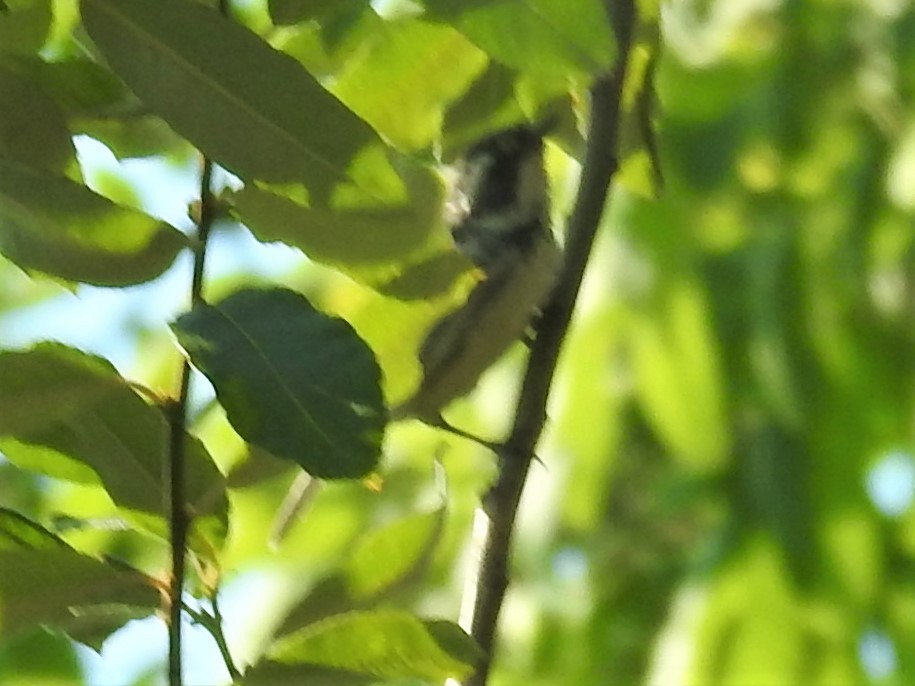 Black-throated Gray Warbler - ML361202691