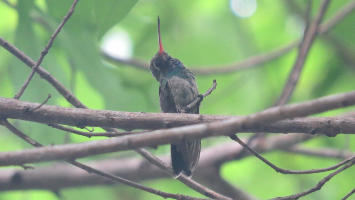 Broad-billed Hummingbird - Alán Palacios