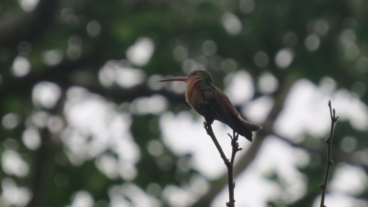 Cinnamon Hummingbird (Mainland) - Alán Palacios