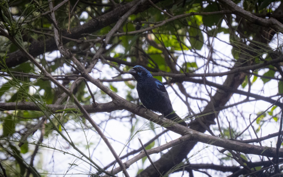 Blue Bunting (West Mexico) - ML361203521