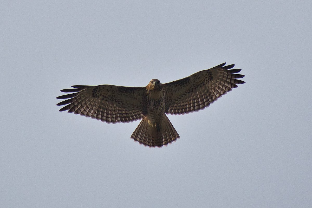 Red-tailed Hawk - Paul Prappas
