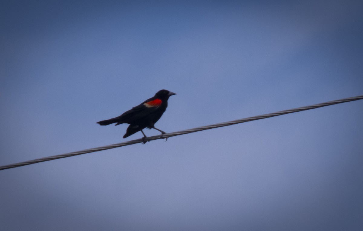 Red-winged Blackbird - ML361204441