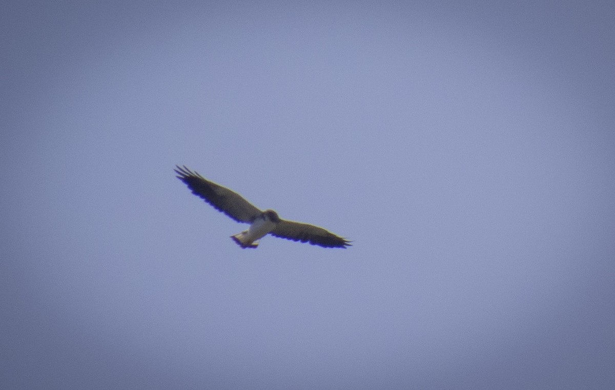 White-tailed Hawk - Alán Palacios