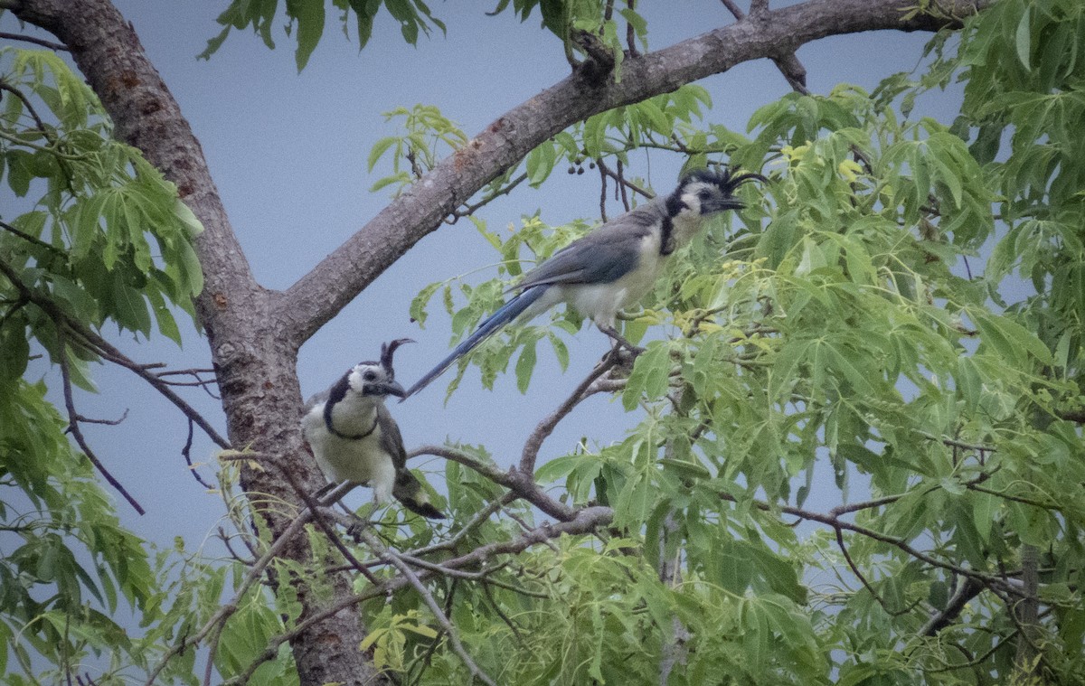 White-throated Magpie-Jay - ML361206041