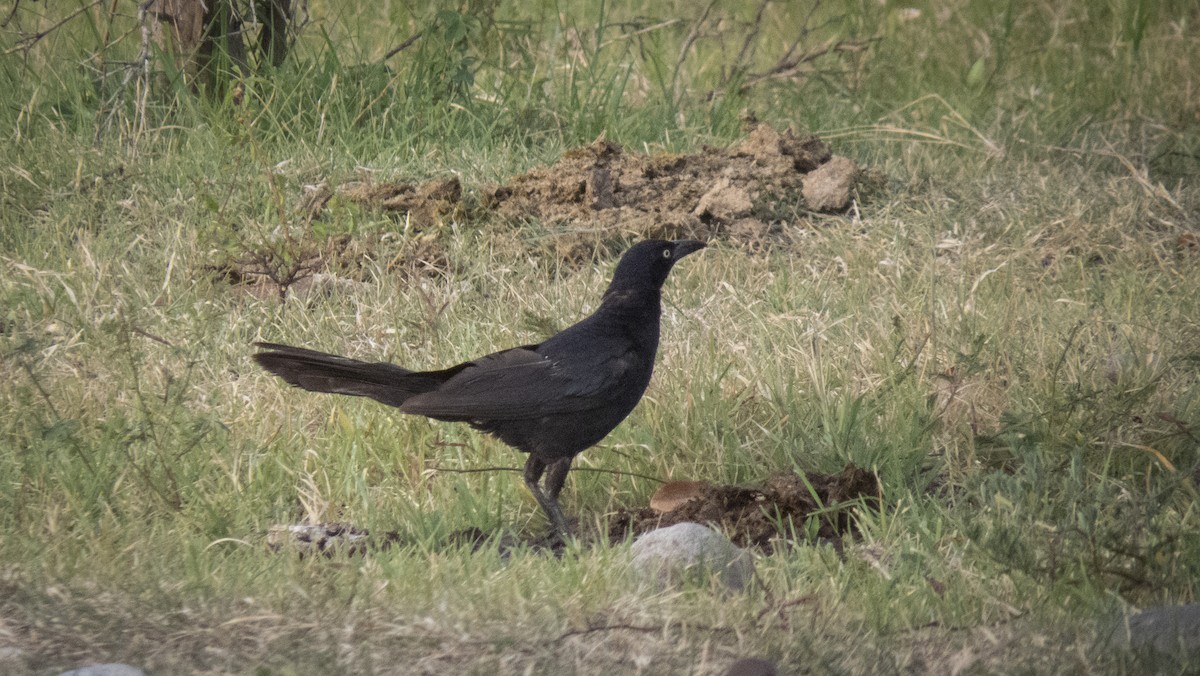Great-tailed Grackle - ML361206871